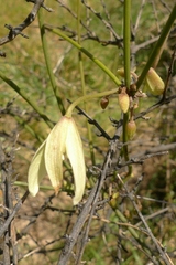 Clematis afoliata