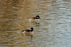 Bucephala albeola