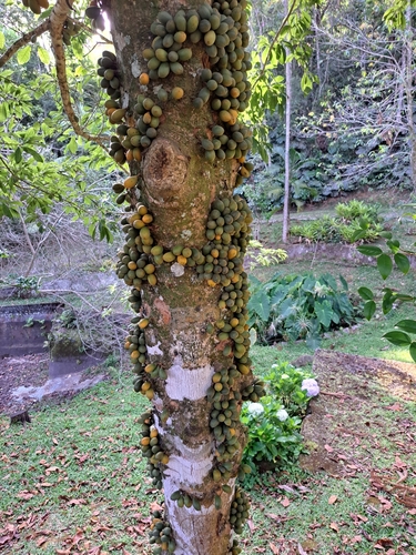 Pradosia lactescens · iNaturalist United Kingdom