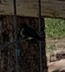 Selasphorus platycercus