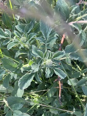 Phacelia secunda pinnata