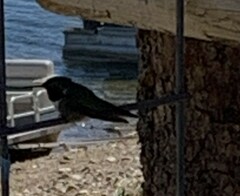 Selasphorus platycercus