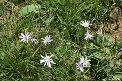 Scorzonera purpurea