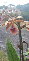 Phaius
