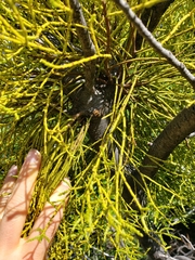 Misodendrum punctulatum