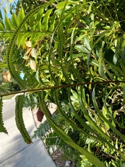 Nephrolepis cordifolia