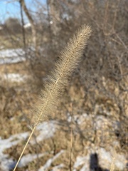 Setaria faberi