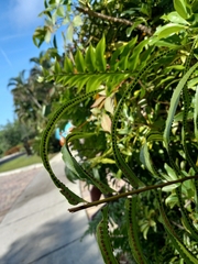 Nephrolepis cordifolia