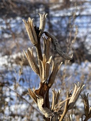 Penstemon