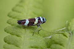Macugonalia leucomelas