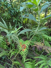 Psychotria tenuifolia