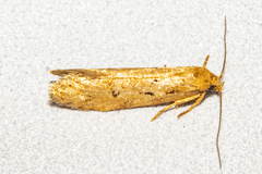 Atomotricha