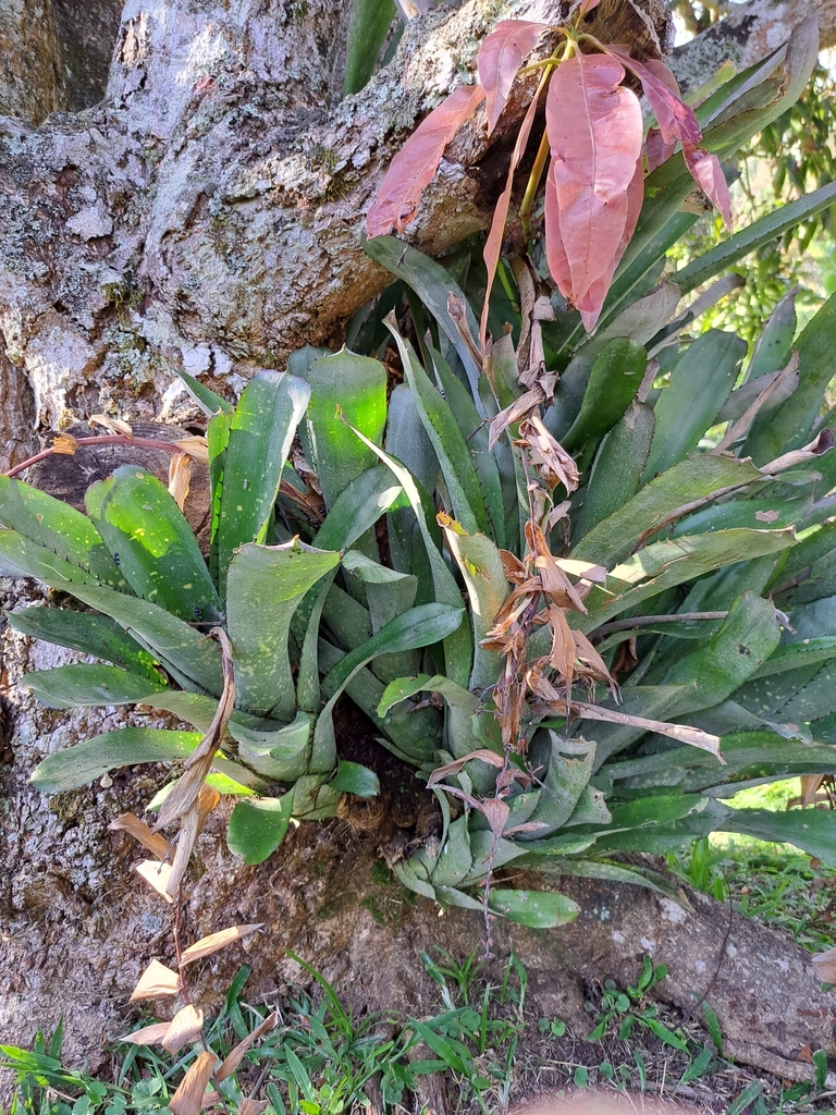 Billbergia sanderiana; photograph (c) Victor Farjalla Pontes, some rights reserved (CC BY)