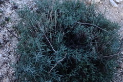 Helichrysum stoechas