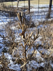 Penstemon