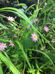 Sabatia dodecandra