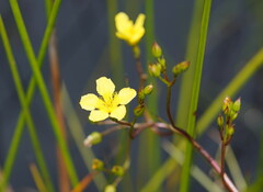 Ornduffia reniformis