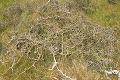 Sophora molloyi