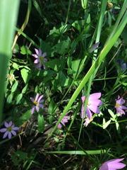 Sabatia dodecandra