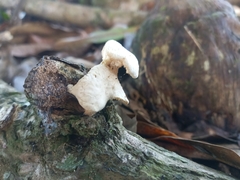 Neofavolus americanus