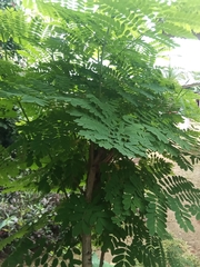 Cenostigma eriostachys