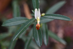 Polygaloides chamaebuxus