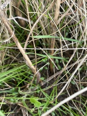 Camassia quamash