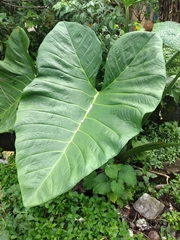 Xanthosoma