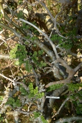 Sophora molloyi