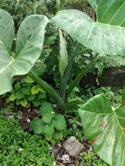 Xanthosoma