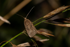 Agonopterix heracliana
