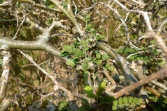 Sophora molloyi