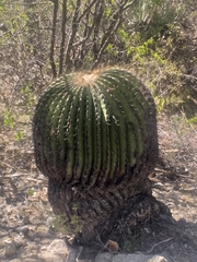 Echinocactus platyacanthus
