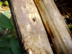 Nannotrigona perilampoides