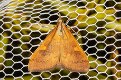 Mnesictena flavidalis