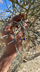 Psorothamnus spinosus