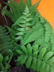 Christella parasitica