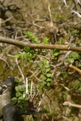 Sophora molloyi
