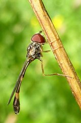 Baccha elongata