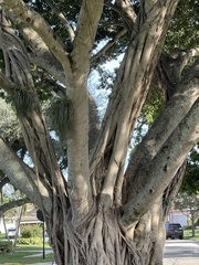 Ficus benghalensis