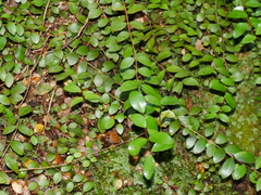 Metrosideros fulgens