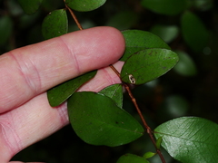 Metrosideros fulgens