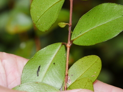 Metrosideros fulgens