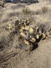 Opuntia cymochila