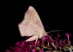 Prochoerodes lineola