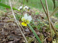 Viola tricolor