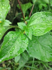Synedrella nodiflora