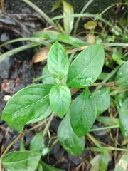 Synedrella nodiflora
