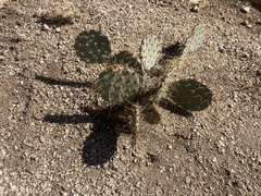 Opuntia phaeacantha