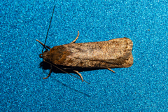 Phaeosaces apocrypta